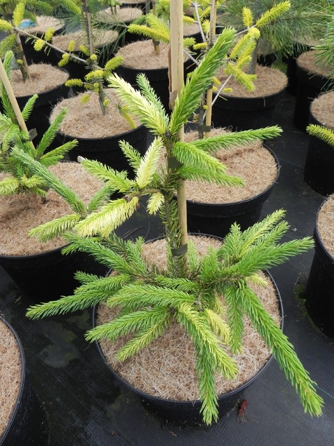 Picea rubens 'KBN variegated'